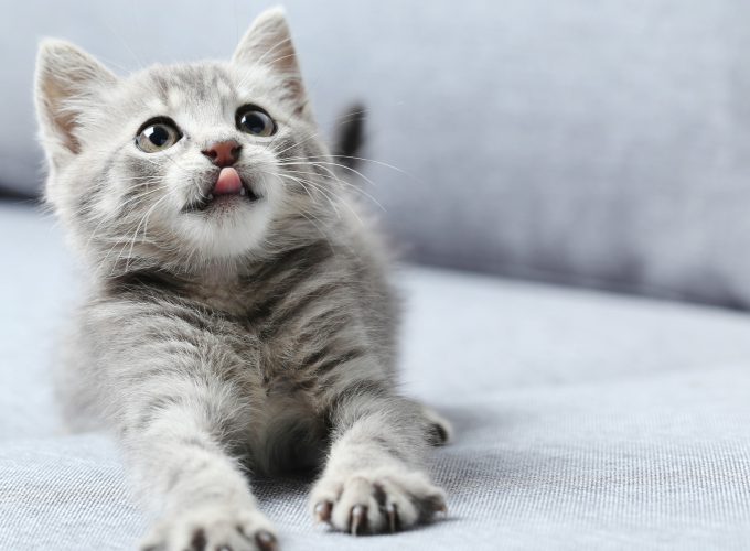 Wallpaper kitten, cute animals, 5k, Animals 1170417523